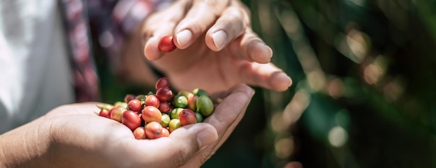 Primo piano delle mani dell'agricoltore che tengono bacche fresche di caffè arabica in una piantagione di caffè Agricoltore che raccoglie chicchi di caffè nell'agricoltura di processo del caffè