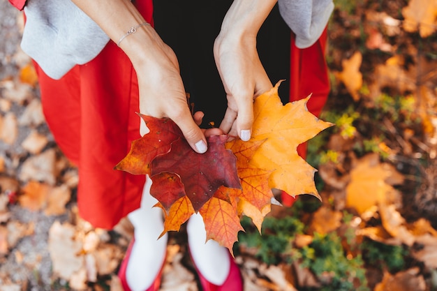 Primo piano delle mani della ragazza che tengono le foglie dell'albero di acero di autunno