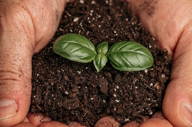 Primo piano delle mani maschii che tengono terreno e pianta in crescita