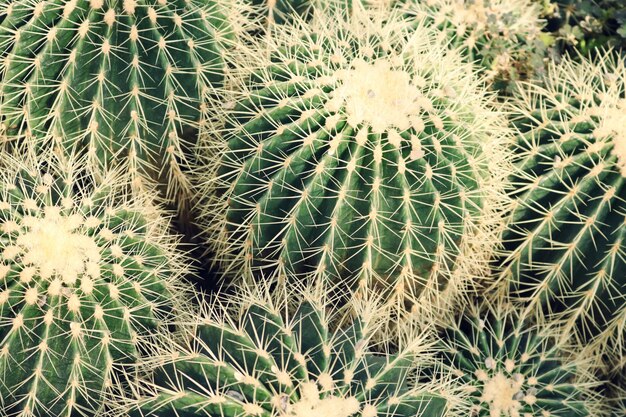 Primo piano delle piante di cactus