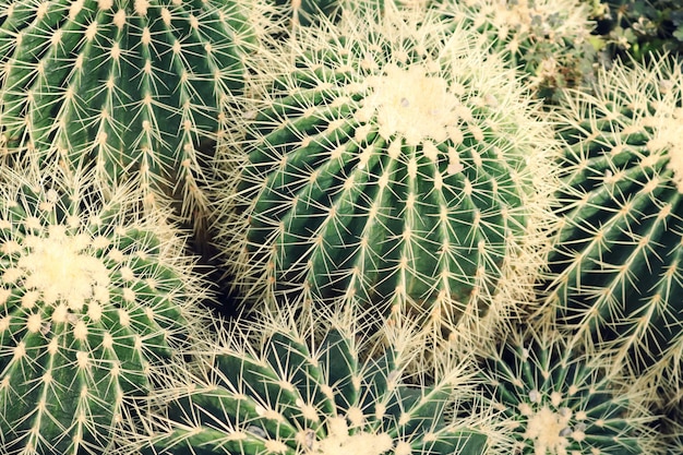 Primo piano delle piante di cactus