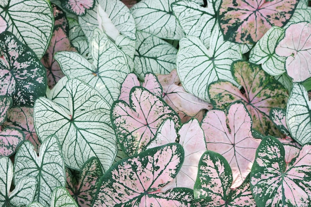 Primo piano delle piante di caladium rosa e verde