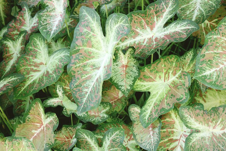 Primo piano delle piante verdi del caladium