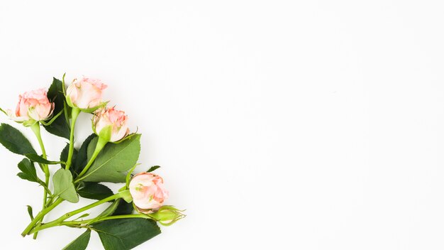 Primo piano delle rose con le foglie sull&#39;angolo di fondo bianco