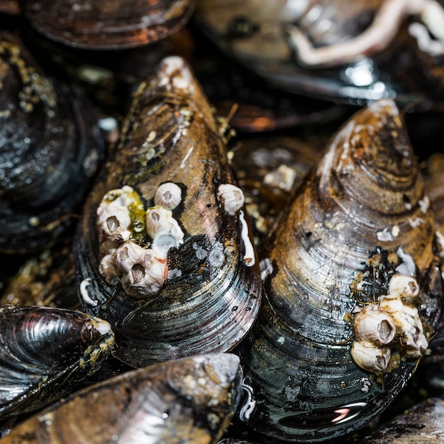 Primo piano delle vongole nere fresche in deposito