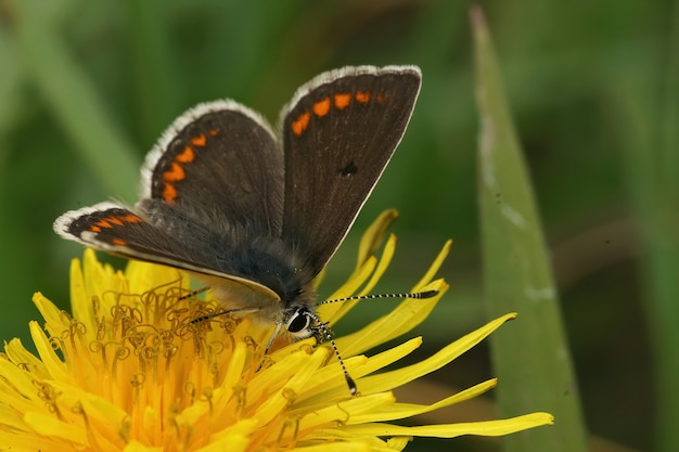 Primo piano di argus marrone (Aricia agestis) con ali aperte su un fiore giallo di un dente di leone