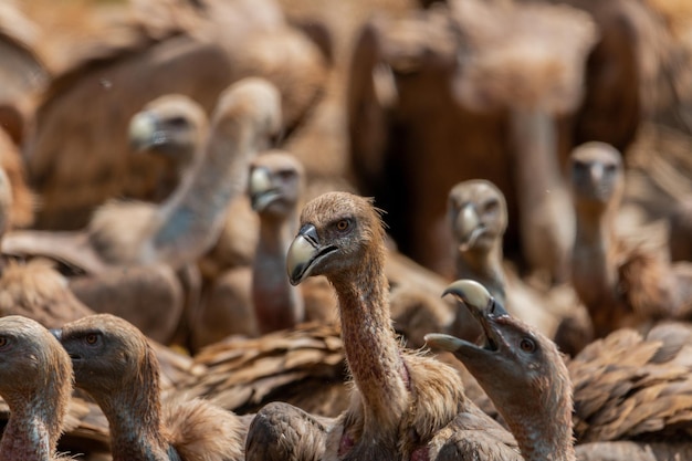 Primo piano di avvoltoi grifoni, i secondi uccelli più grandi d'Europa