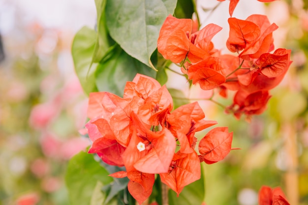 Primo piano di bei fiori rossi della buganvillea