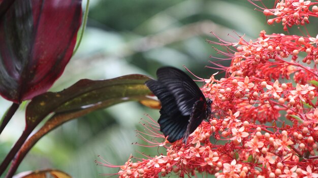 Primo piano di bella farfalla nera su un fiore rosso