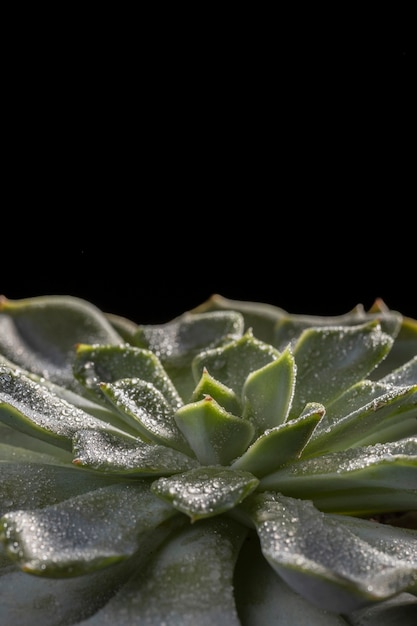 Primo piano di bella pianta verde
