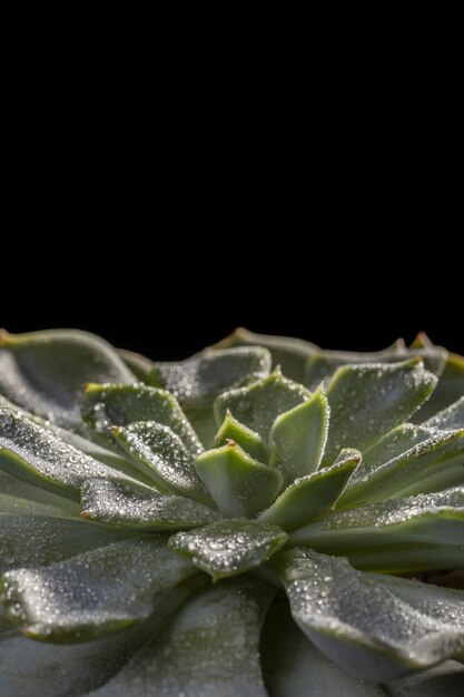 Primo piano di bella pianta verde