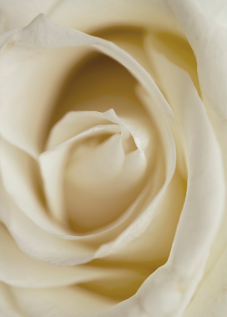 Primo piano di bella rosa bianca