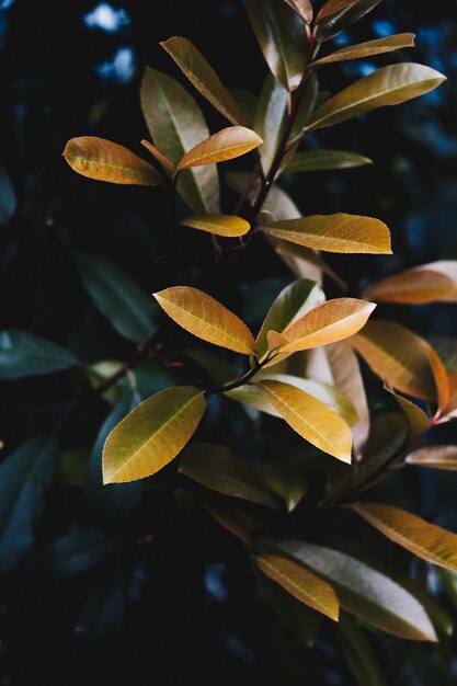 Primo piano di belle foglie gialle di una pianta in un giardino botanico