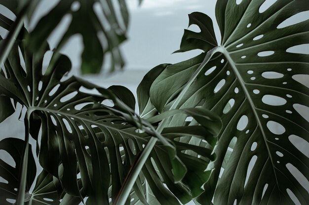 Primo piano di bellissime foglie naturali di monstera testurizzate.