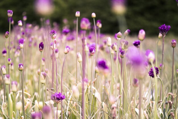 Primo piano di bellissimi fiori di cardo viola a stella in un campo