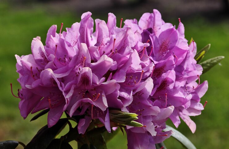 Foto gratuito primo piano di bellissimi fiori di rododendro che sbocciano nel parco