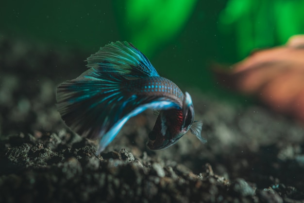 Primo piano di bello piccolo pesce variopinto esotico