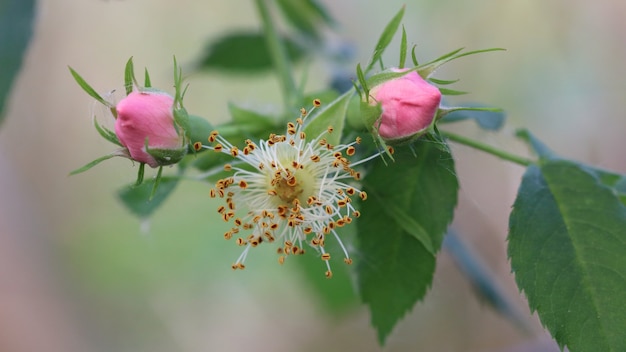 Primo piano di boccioli di rosa selvatica rosa