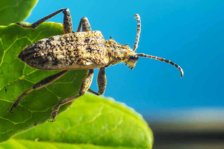 Foto gratuito primo piano di bug con antenne sulla foglia