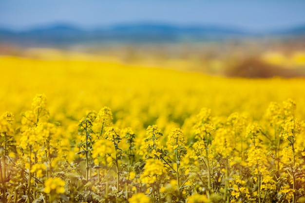 Primo piano di colza gialla fioritura