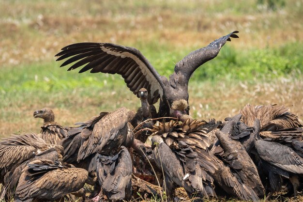 Primo piano di condor riuniti in un mucchio