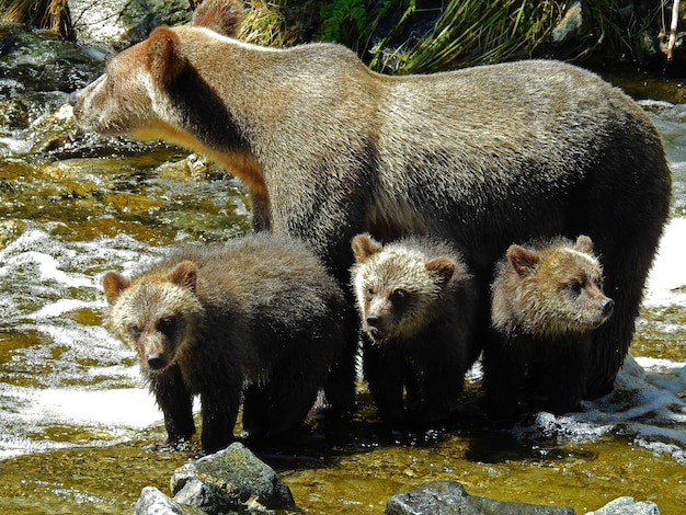 Primo piano di cuccioli di grizzly e orso nell'ingresso del cavaliere dell'orso in Canada durante la luce del giorno