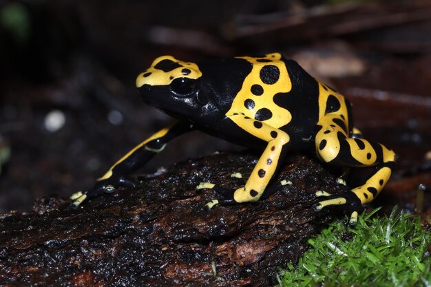 Primo piano di Dendrobates leucomelas dalla vista laterale