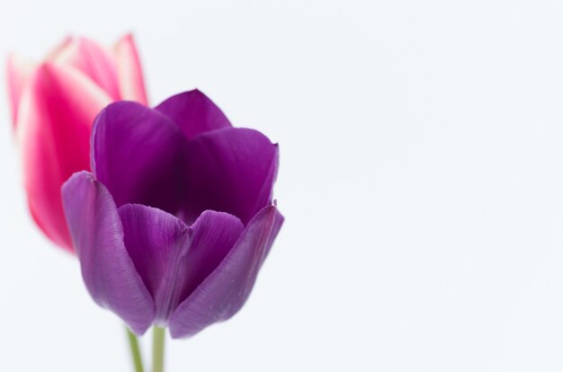 Primo piano di due fiori colorati tulipano isolato su sfondo bianco con spazio per il testo