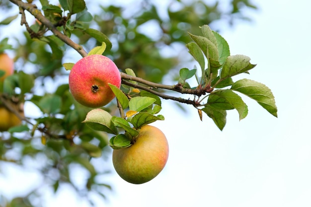 Primo piano di due mele su un albero da frutto la sera