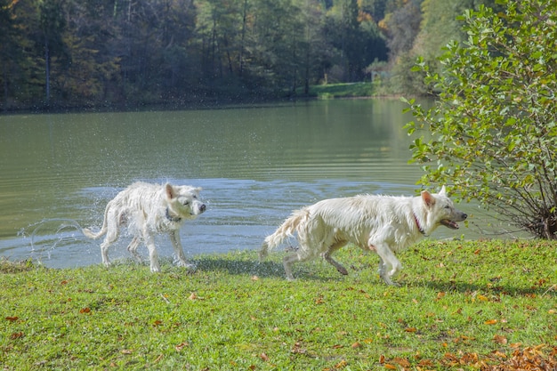 Primo piano di due pastori che escono dal lago su un prato verde