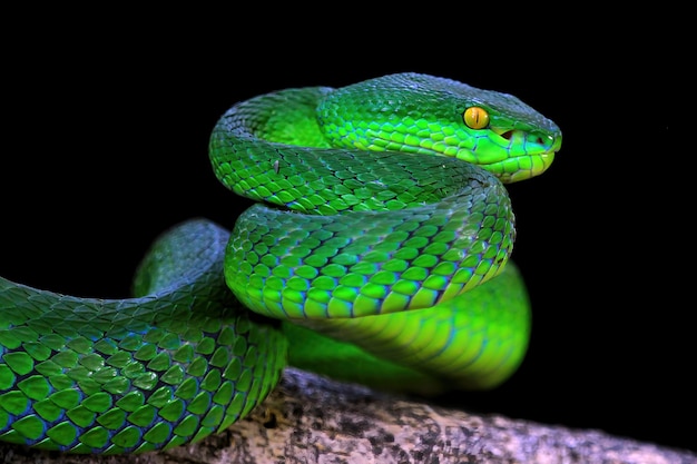 Primo piano di due serpenti vipera verde Vista frontale del serpente albolaris verde