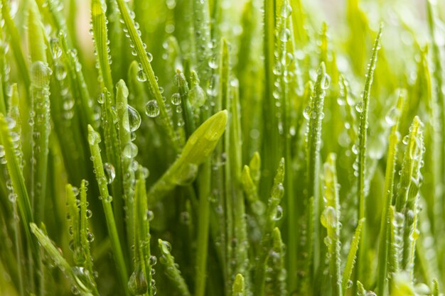 Primo piano di erba naturale