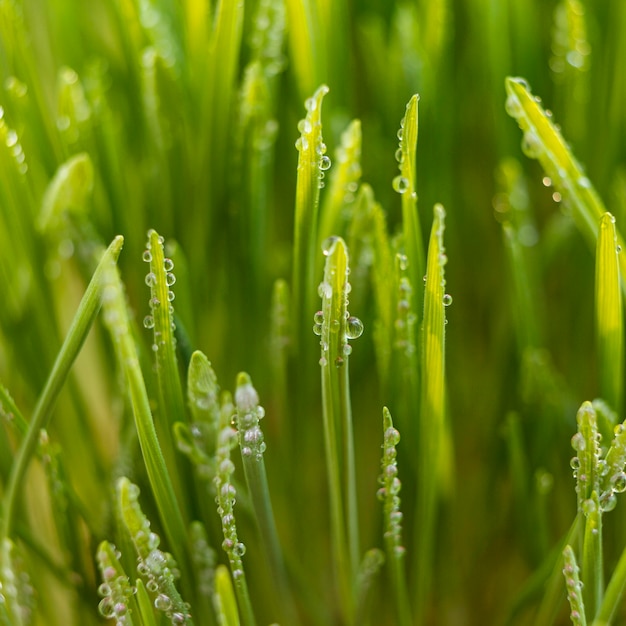 Primo piano di erba naturale