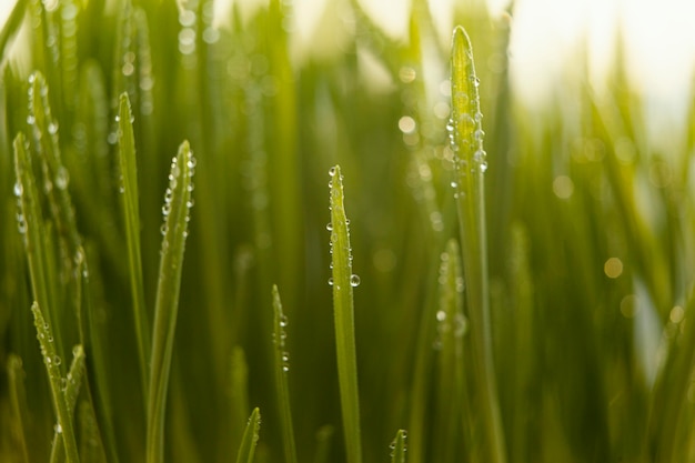 Primo piano di erba naturale