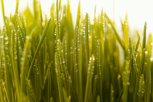 Primo piano di erba naturale