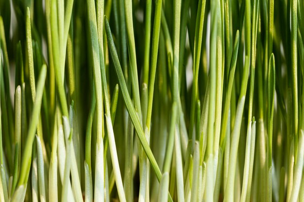 Primo piano di erba naturale