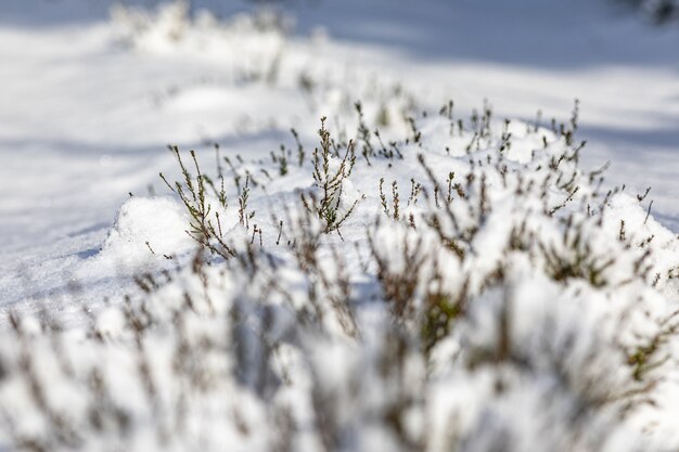 Primo piano di erba ricoperta di neve