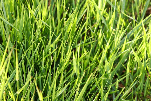 Primo piano di erba verde fresca