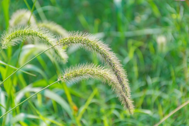 Primo piano di erba verde