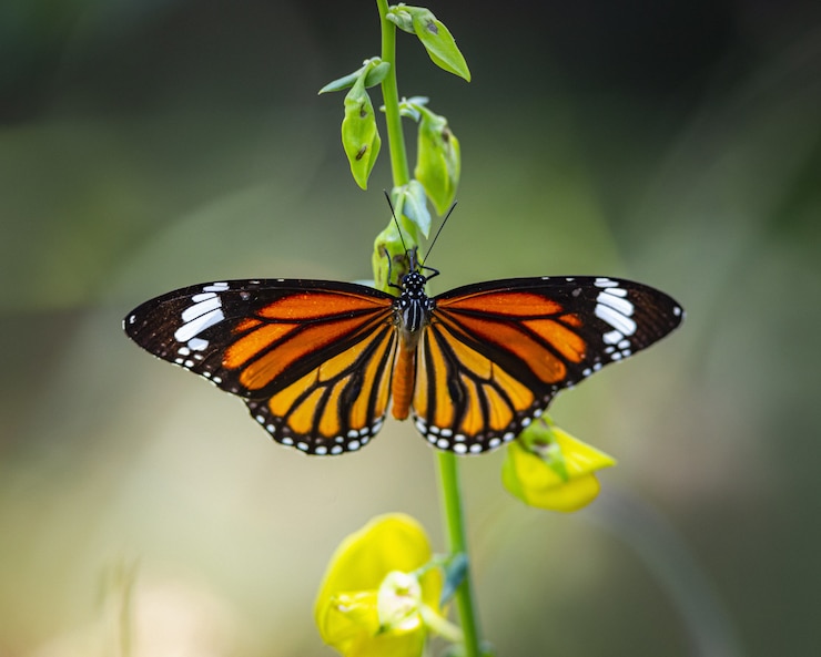 Foto gratuito primo piano di farfalla multicolore