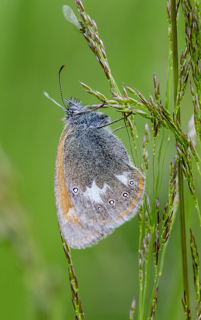 Primo piano di farfalla sulla pianta