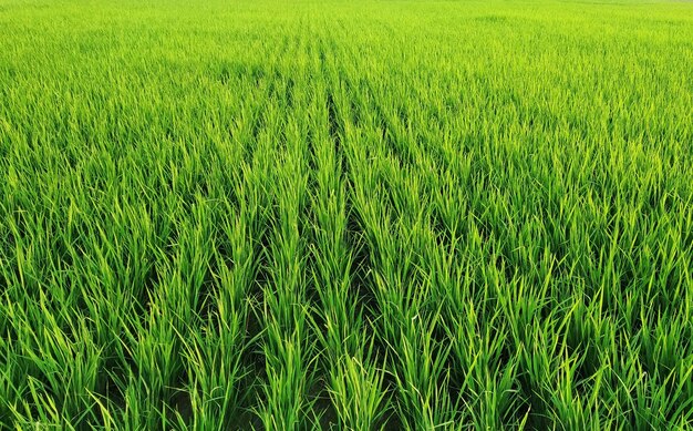 Primo piano di filari di piante di riso in un vasto campo