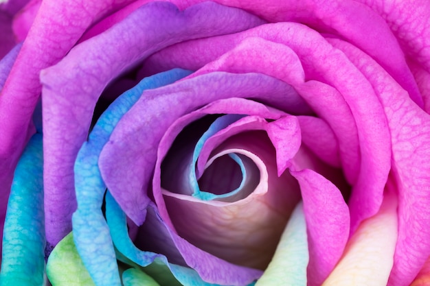 Primo piano di fiore arcobaleno con petali colorati