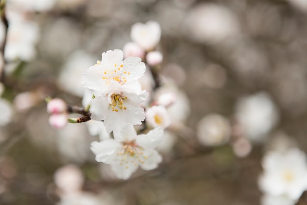 Primo piano di fiori di mandorlo con sfondo sfocato