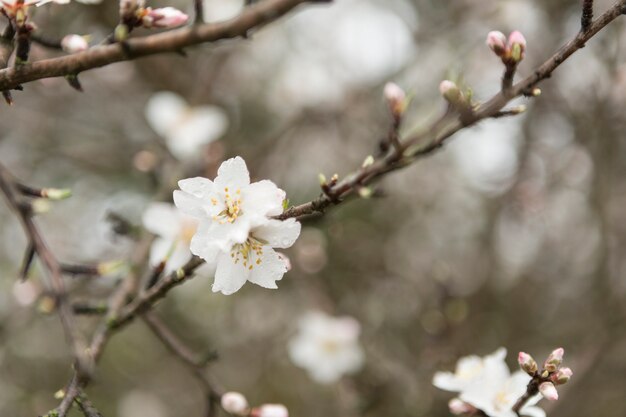 Primo piano di fiori di mandorlo con sfondo sfocato