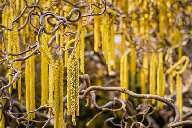 Primo piano di fiori di nocciolo Principale innesco di allergie Messa a fuoco selettiva sfocatura dello sfondo