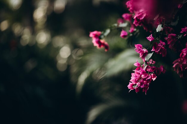 Primo piano di fiori estivi di rose esotiche selvatiche