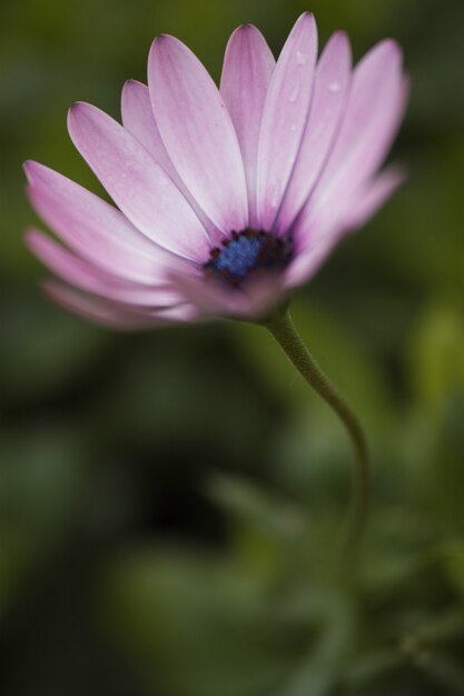 Primo piano di fiori freschi viola