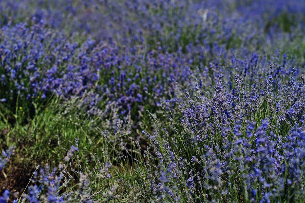 Primo piano di fiori nel campo di lavanda viola