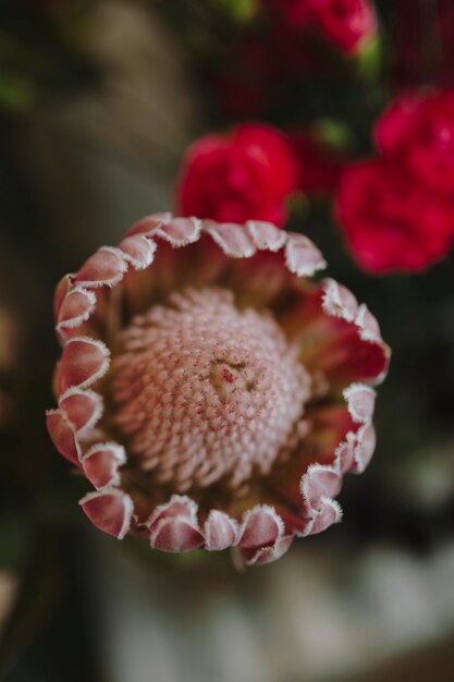 Primo piano di fioritura rosa gerbera daisy